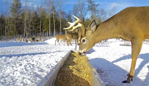 Is it Illegal to Feed Deer on Your Property in PA? And Why Do Squirrels Always Seem to Know When You’re Planting Flowers?