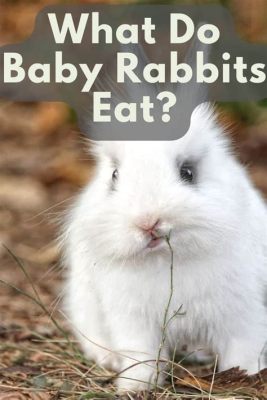 What do you feed a baby rabbit without a mother? And why do carrots always get the spotlight?