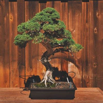 What is the Best Fertilizer for Bonsai Trees? And Why Do Some Gardeners Believe It’s Moonlight?